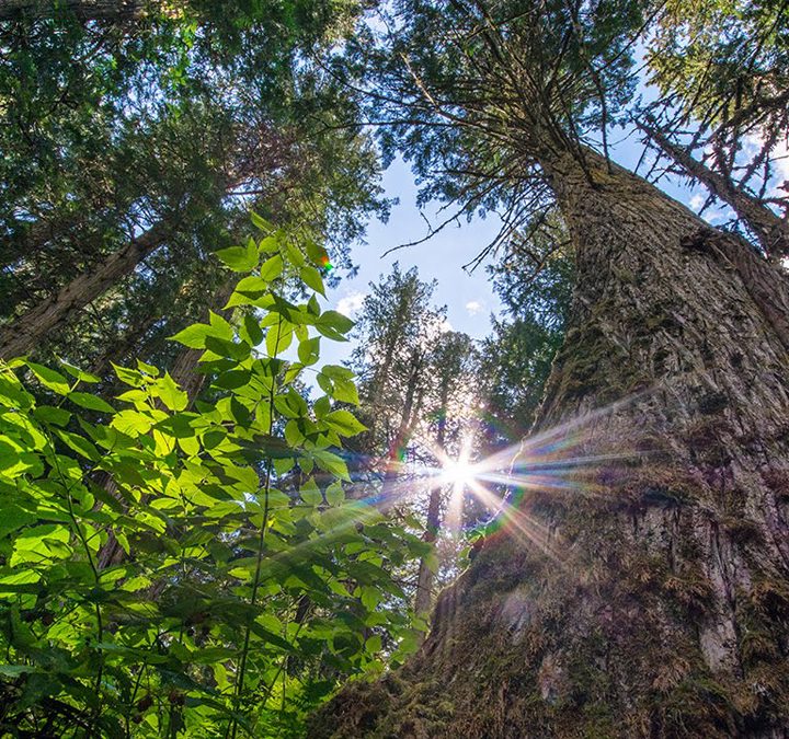 Canfor won’t spray next to Ancient Forest this year