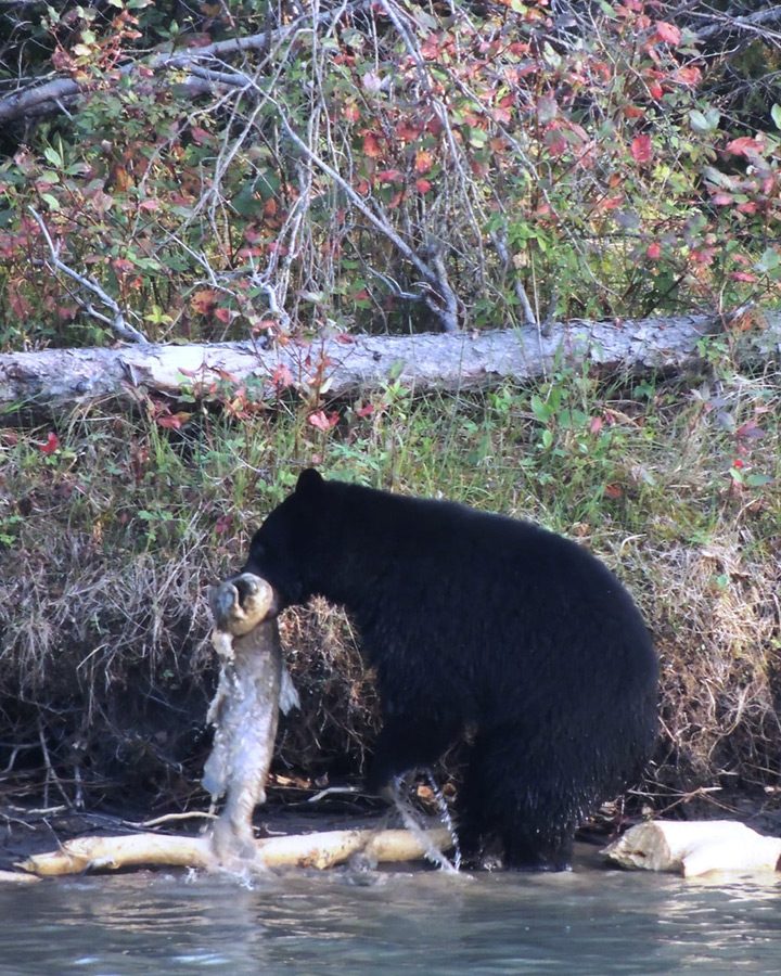 Seeing Chinook: locals in awe of salmon numbers this year