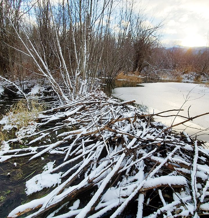 Busy beavers on Dominion Creek walking trail