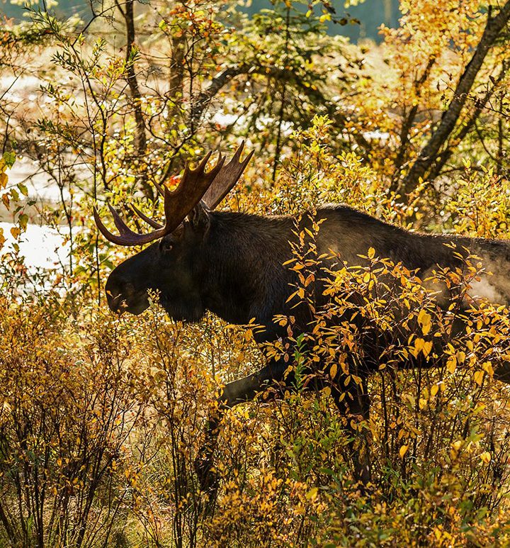 Moose meat: a positive vision for B.C. forests, workers and climate?