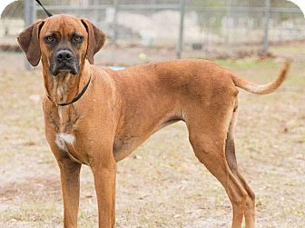 Boxer-mix dog attacks teacher on way to school (student reporter)