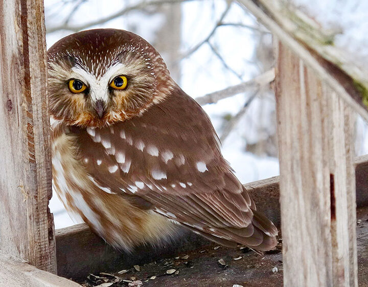 Special visitor to local bird feeder