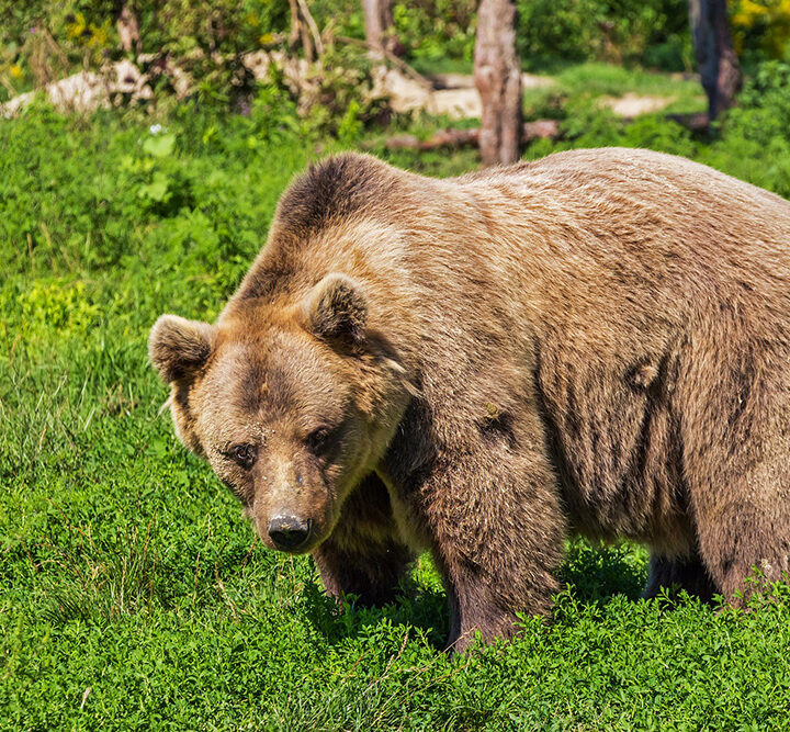 Conservation warns residents to be bear aware