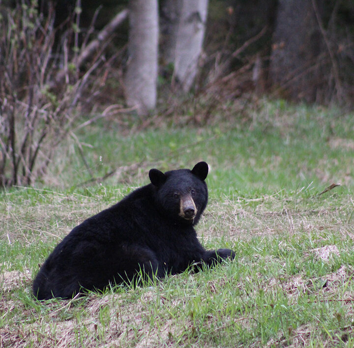 Portrait of a bear