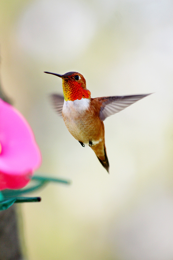 Hummingbirds return