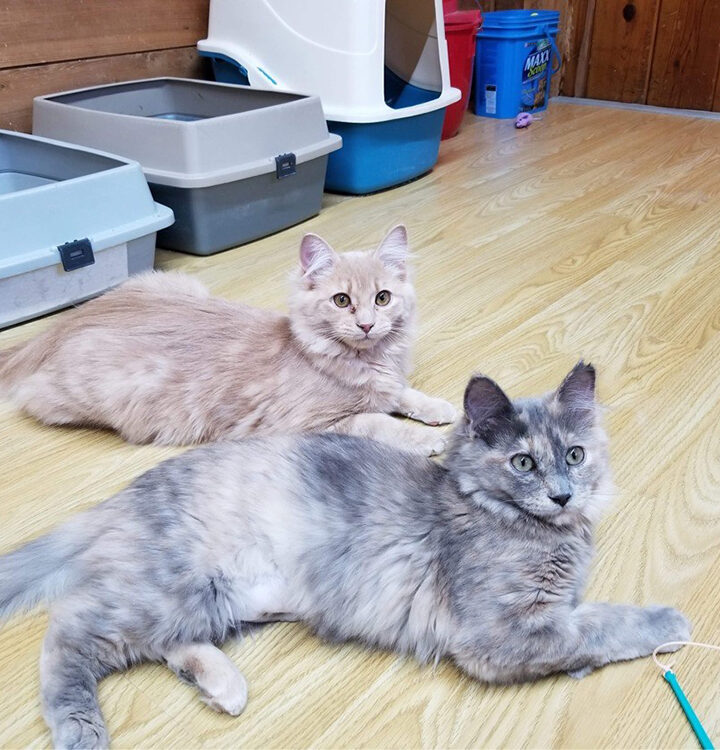 Area veterinarian adapts despite COVID pressures and staff shortage