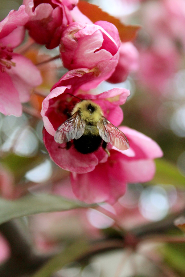 Flower Power!