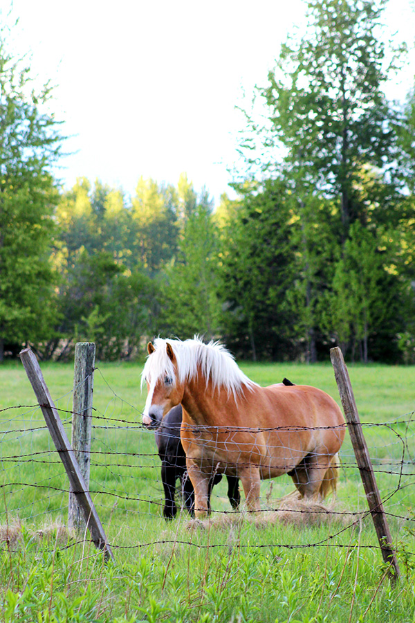 Yee-haw!