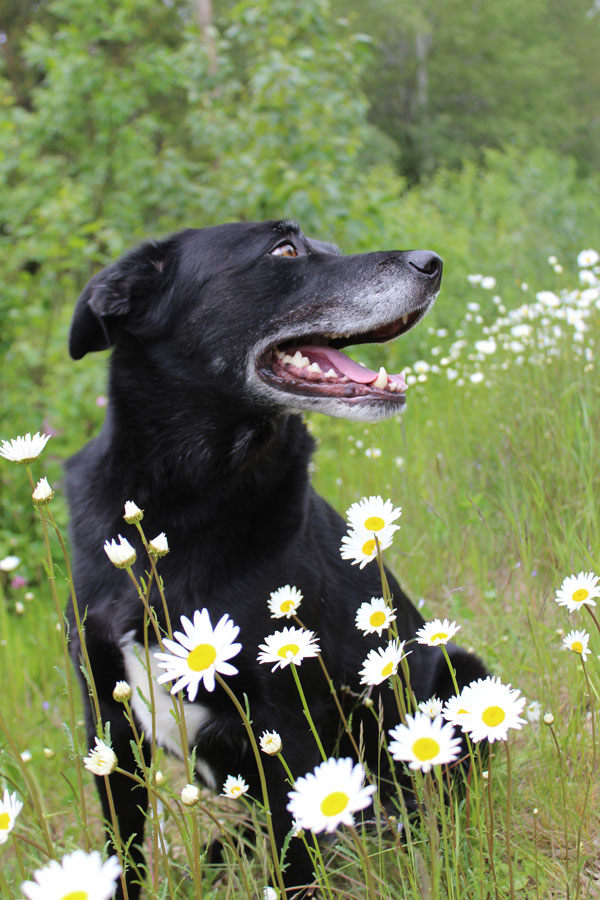 Fresh as a Daisy