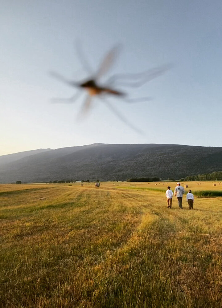 McBride council looks into mosquito control