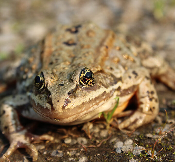 Camouflage toad
