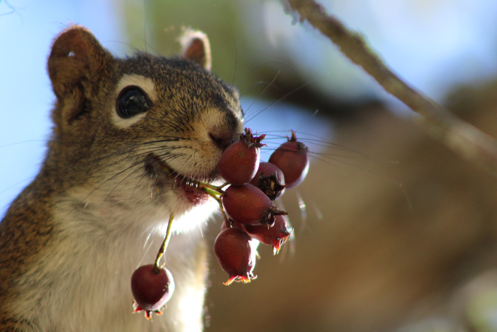 chipmunk-eating-grapes-animal – The Rocky Mountain Goat