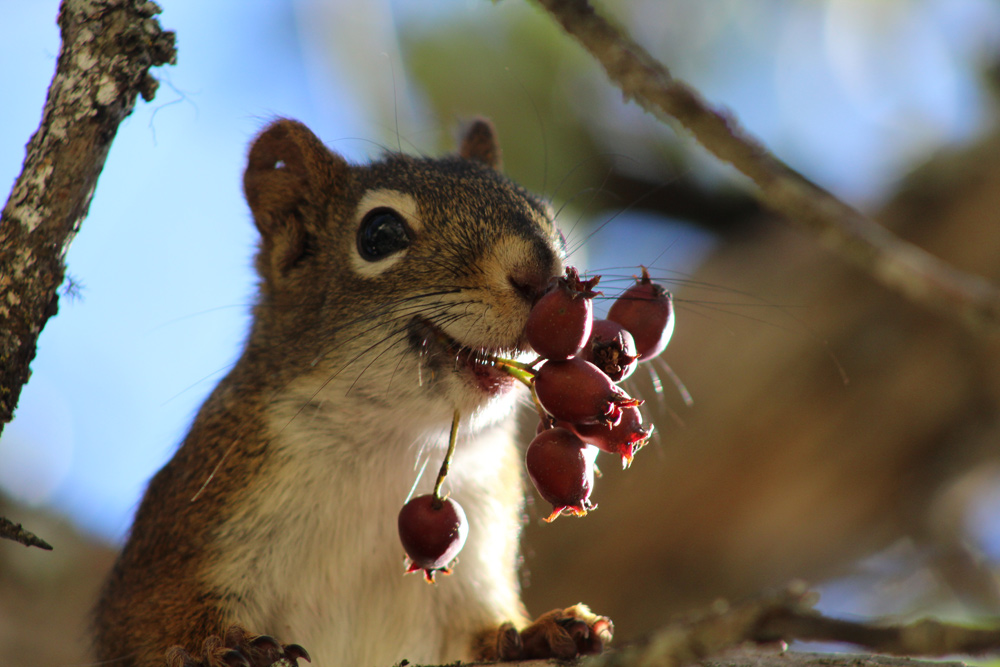 gleeful-chipmunk-eating-grapes-animal – The Rocky Mountain Goat gleeful-chipmunk-eating-grapes-animal – The Rocky Mountain Goat