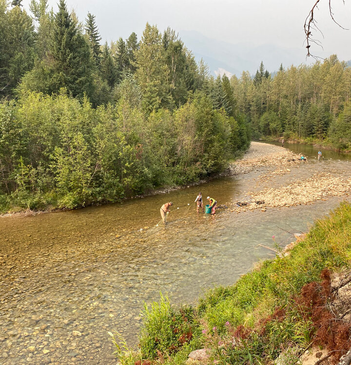First steps towards Swift Creek salmon repopulation