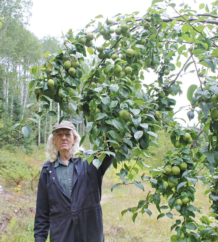 Local pear tree still going strong at 65 years