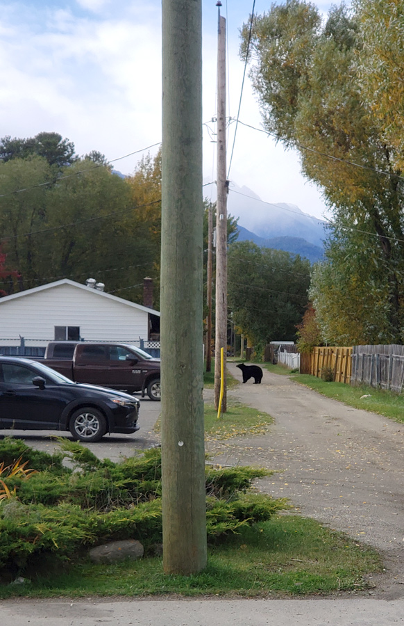Bear sightings near school
