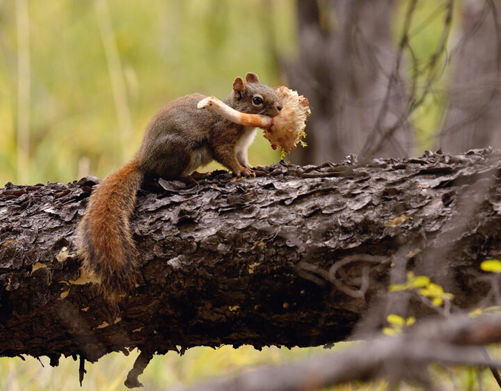 Red squirrel grabs a mouthful