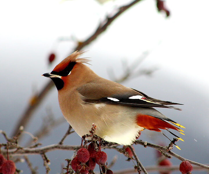 Bohemian Waxwings