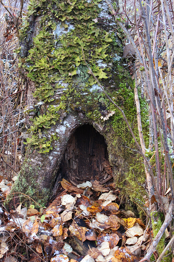 Woodpecker tree