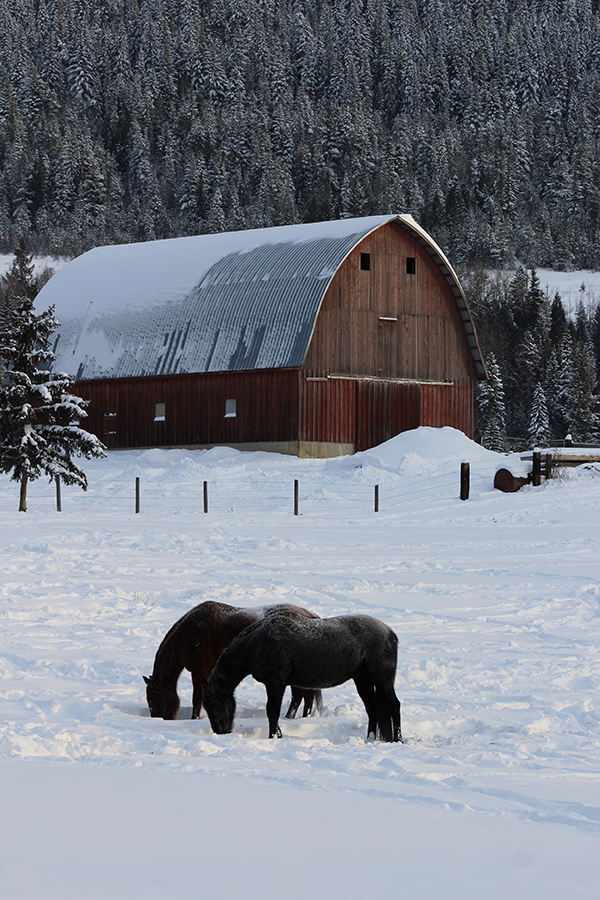 Frosty feed