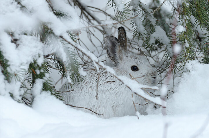 Snowshoe Hare