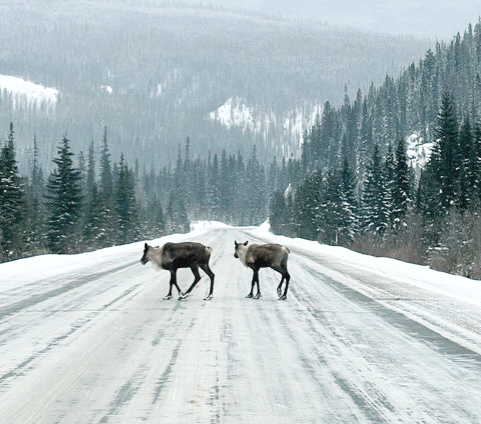 Tonquin caribou herd spotted on Mt. Robson highway