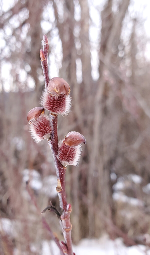 Spring?