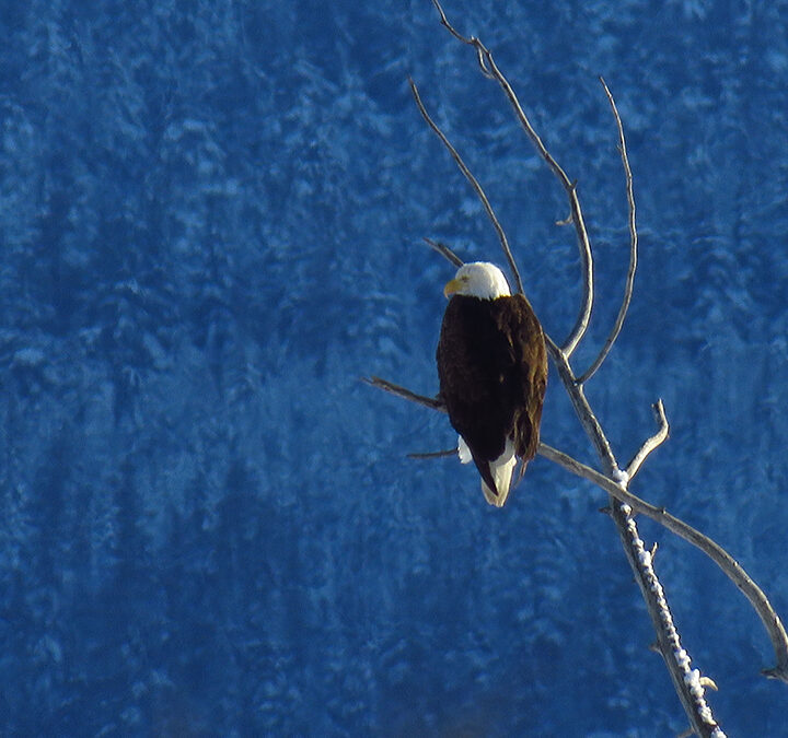 Eagle sits perched high above