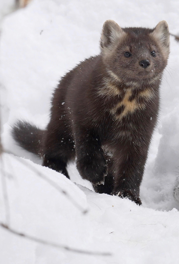 The American marten is a carnivorous fur bearing member of the weasel family. Its soft, dense fur can vary in colour from pale yellow to a dark brown. Large furry paws allow it to run easily over deep soft snow.