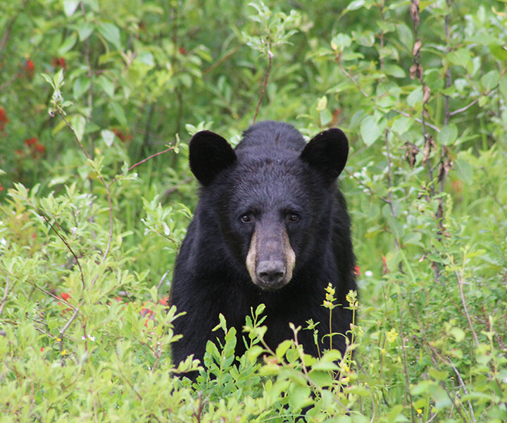 Bears have personality too – Personal accounts from Reg Bedard