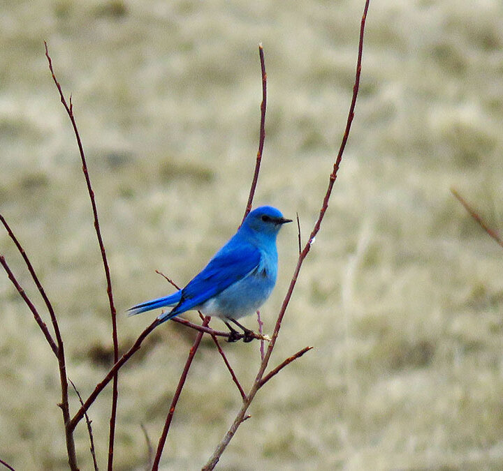 Brilliantly coloured male Mountain Bluebird