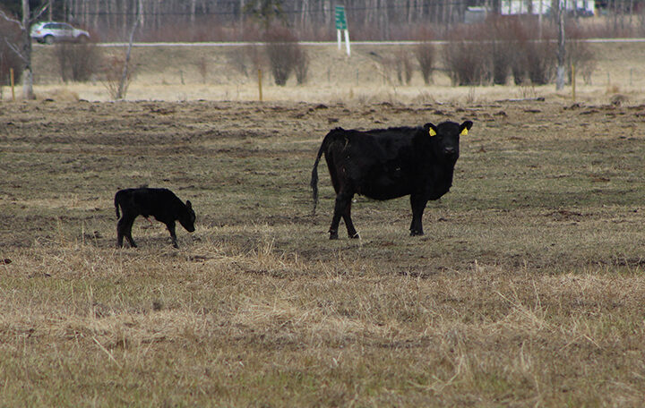 Calving season