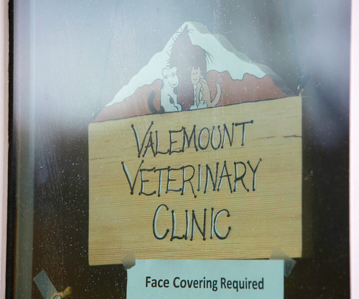 Local vet, Dr. Janet’s concerns about the national vet shortage