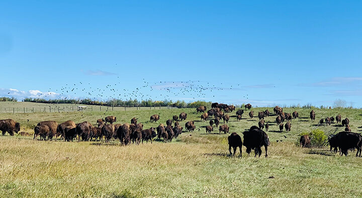 Local farmers use Farm Gate Plus to supply local meat
