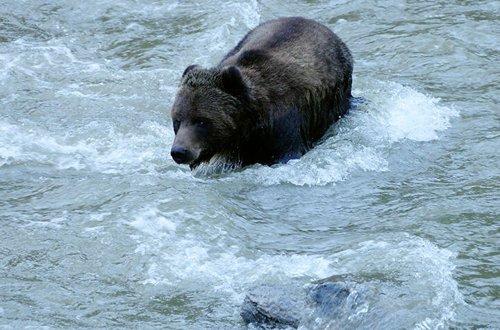 Grizzly determination