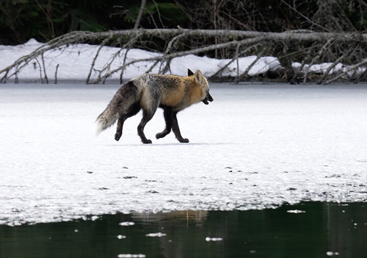 Hunting on thin ice