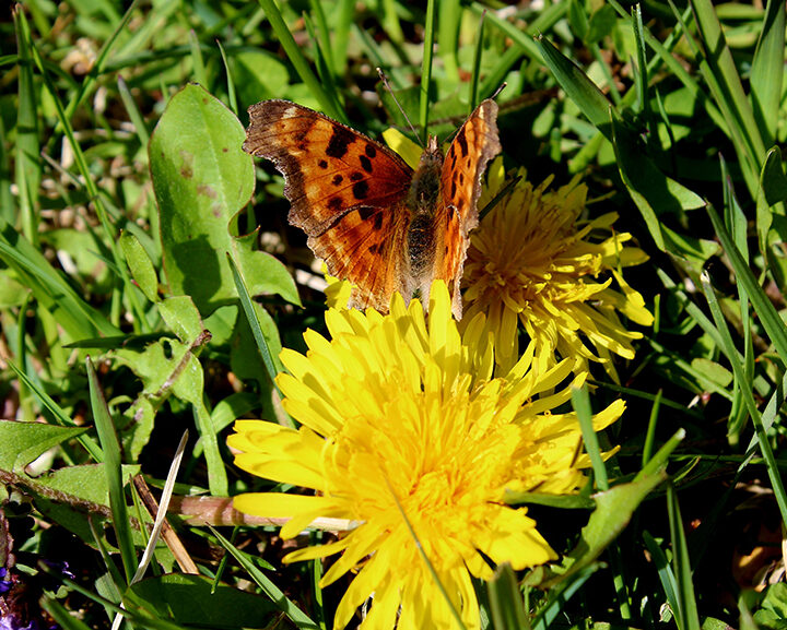 Enjoying the dandelions