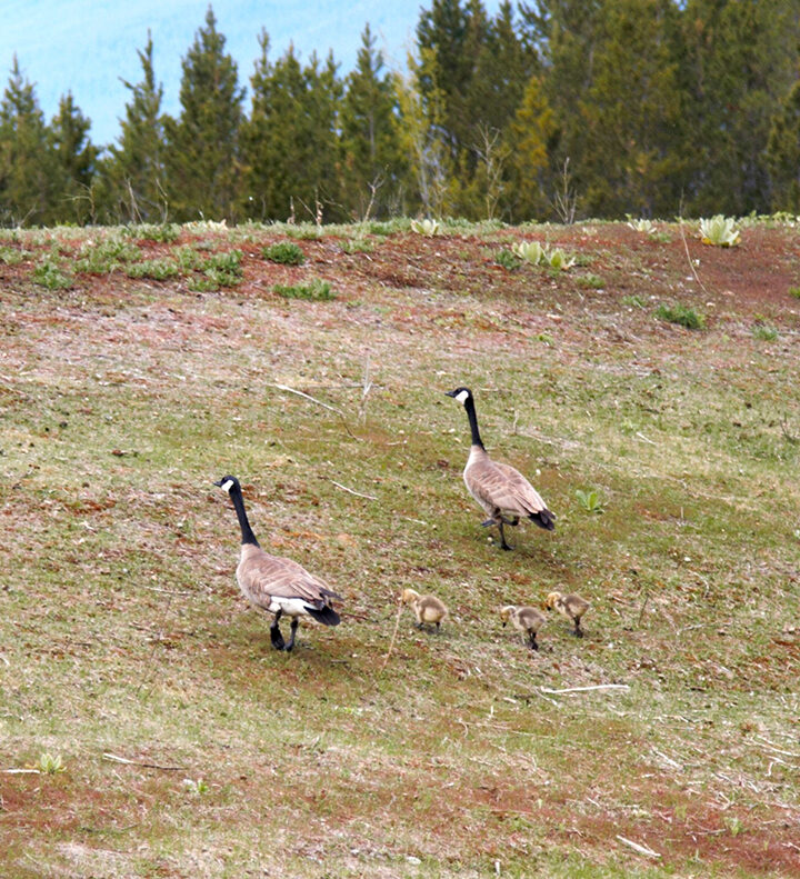 Family Waddle