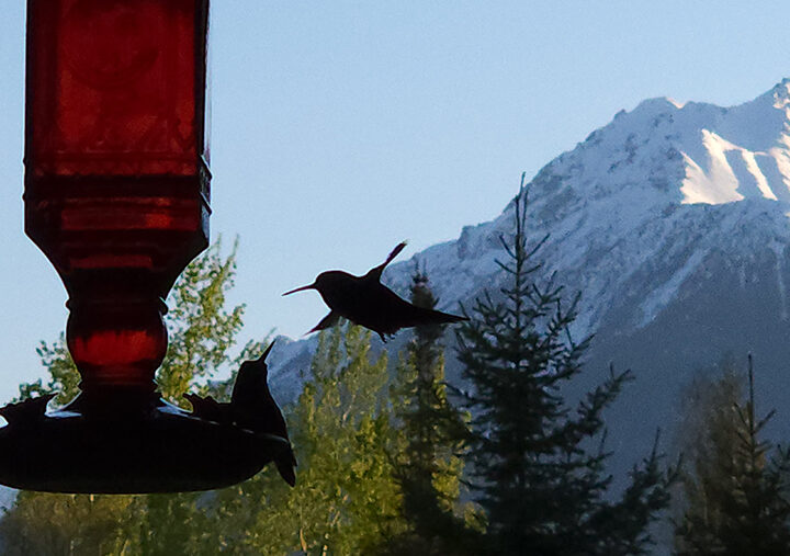 Hummingbird Frenzy