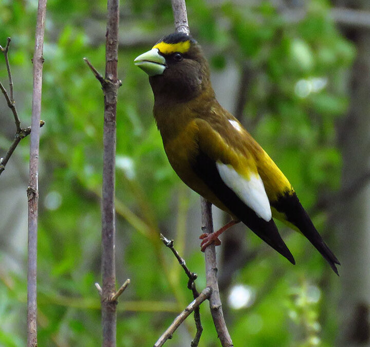 Evening Grosbeak