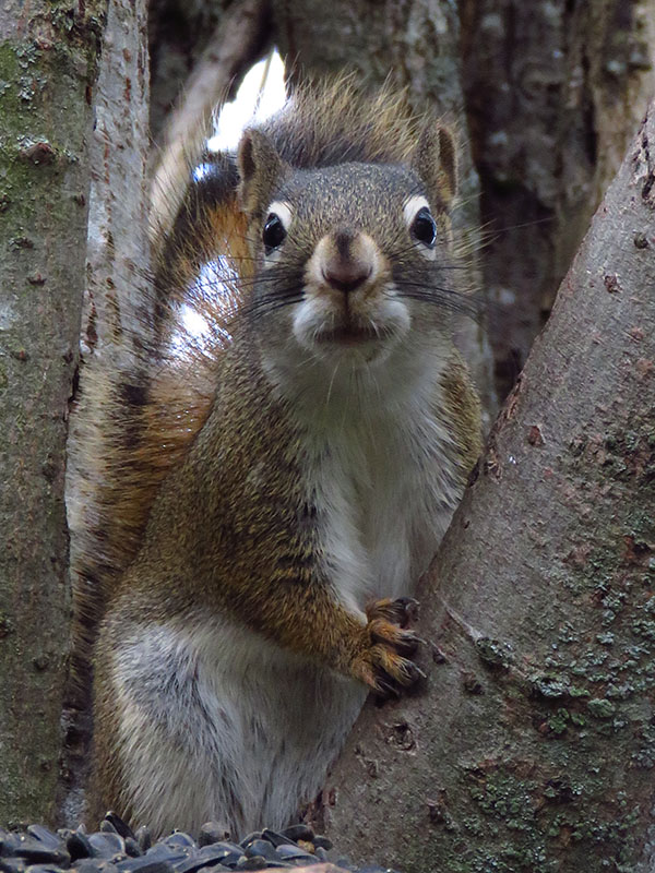 Inquisitive Squirrel