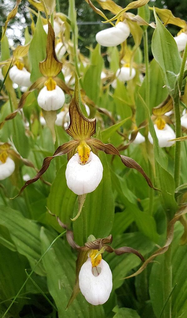 Lovely Lady Slippers