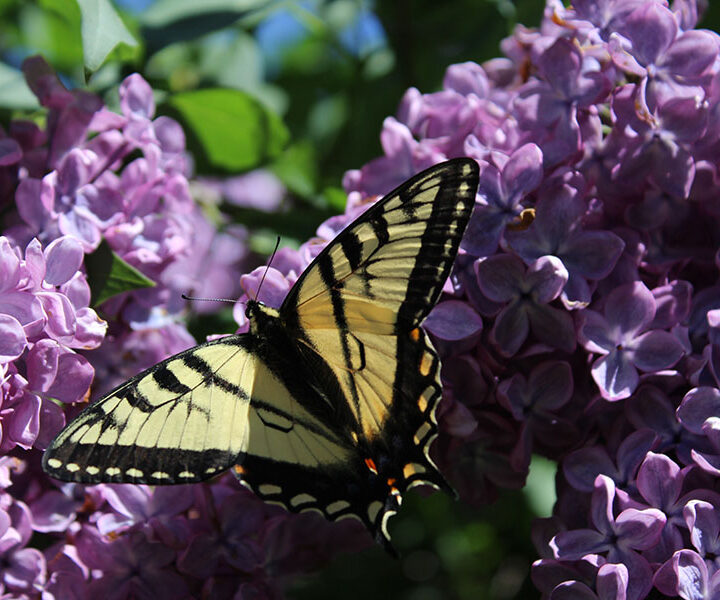 Swallowtail