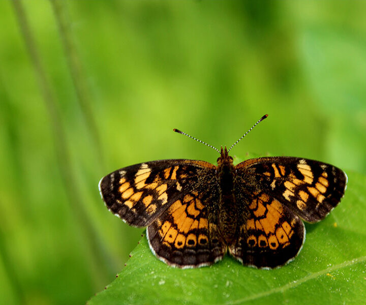 Delicate Beauty