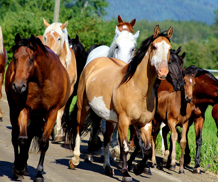 Allergy season horse migration