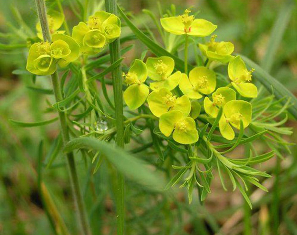 Preventing the spread of invasive plants