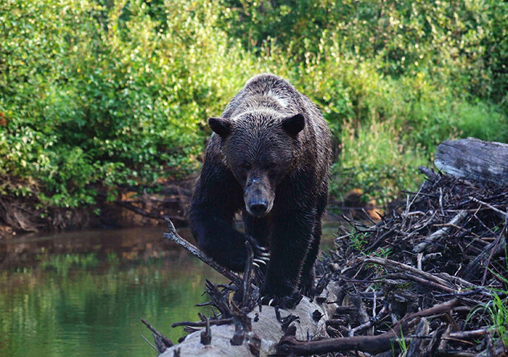 Grizzly bear encounters