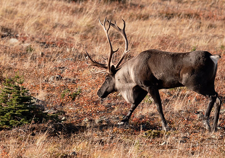 Serengeti of the North