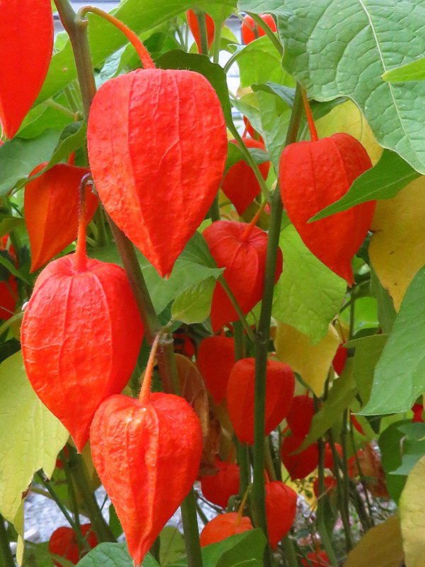 Chinese Lanterns