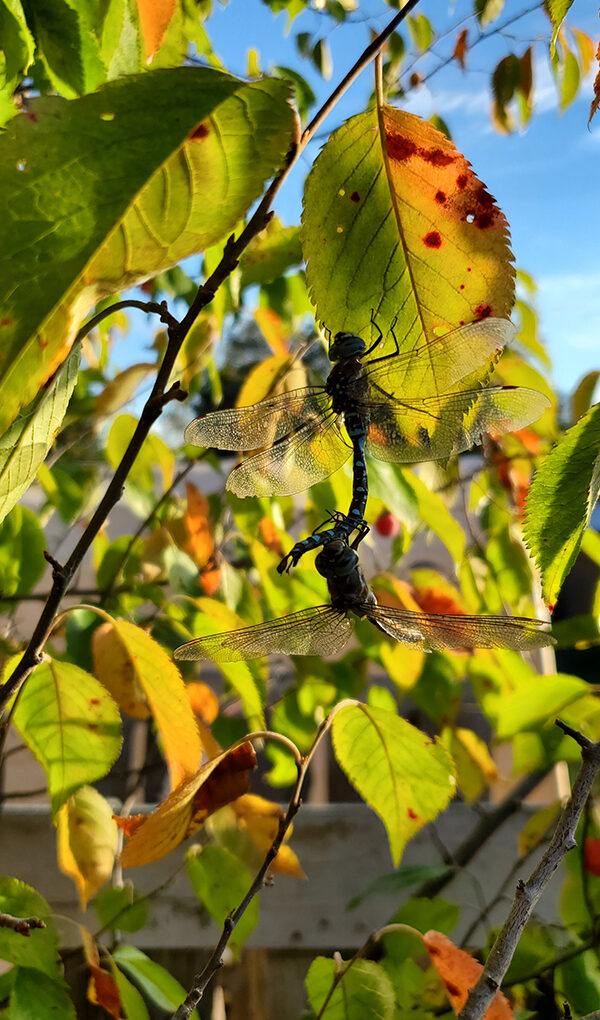 Dragonflies in fall